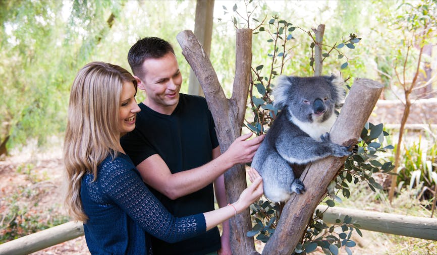 Cleland Wildlife Park Experience including Mount Lofty Summit