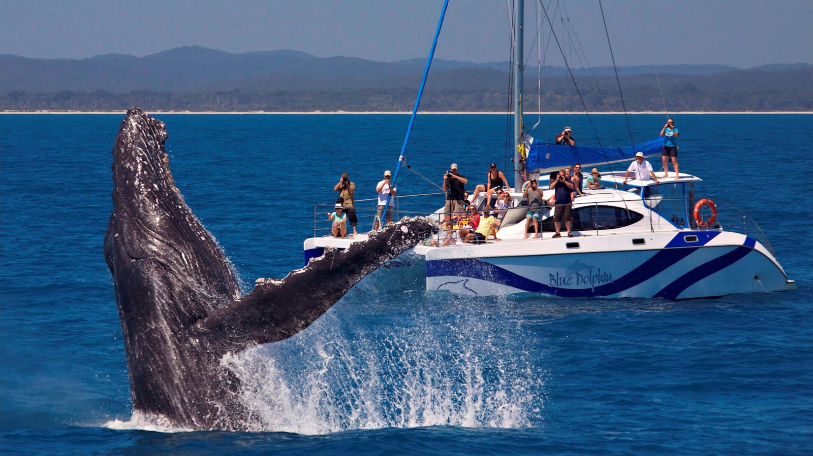 whale encounter