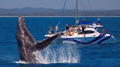 Blue Dolphin Exclusive Whale Encounter
