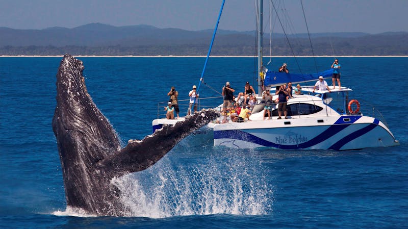 Blue Dolphin Exclusive Whale Encounter