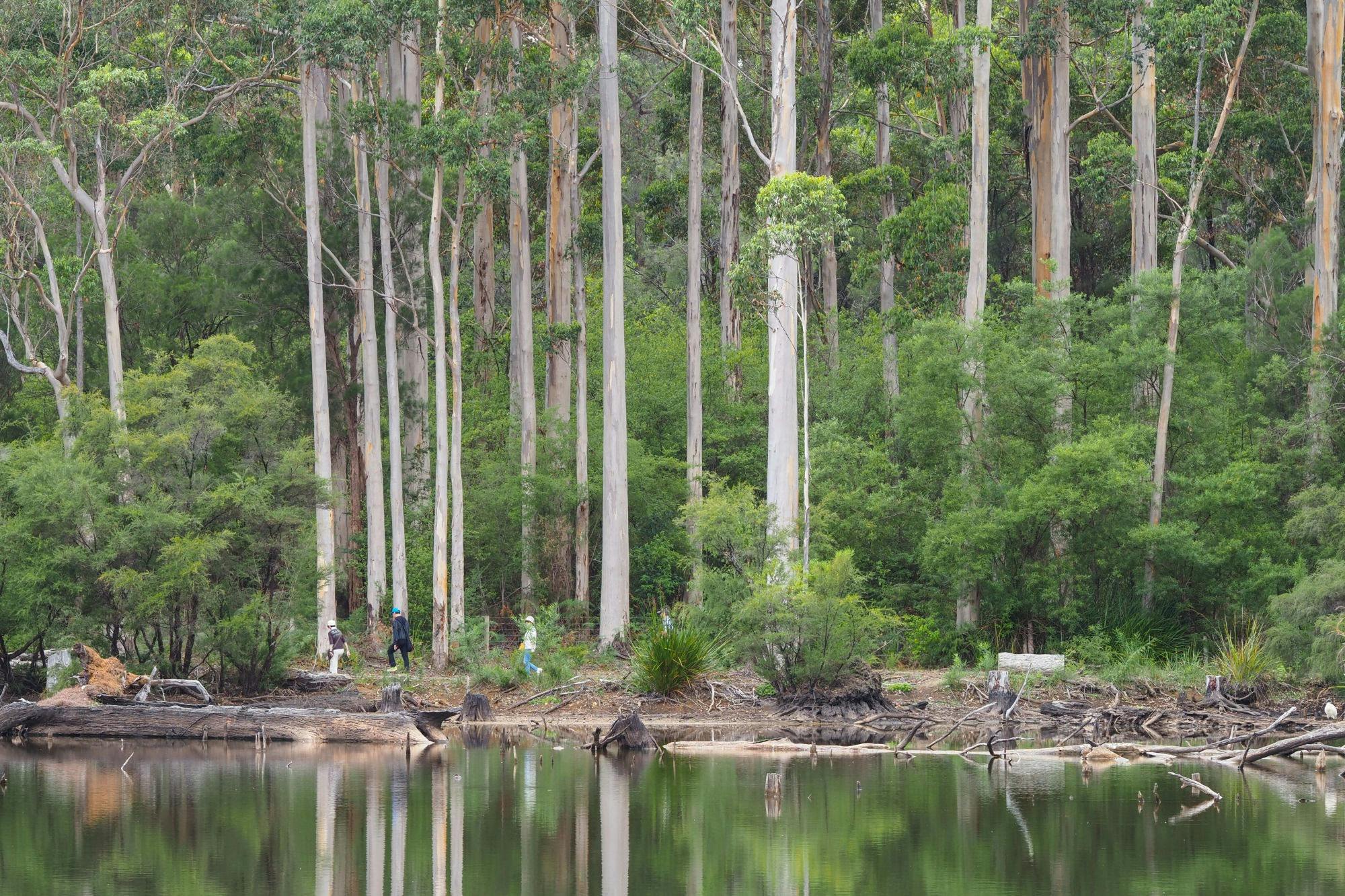 The Forest Walk around the trout lake