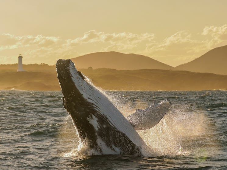 A humpback whale breaching as it passes the Port Stephens coast