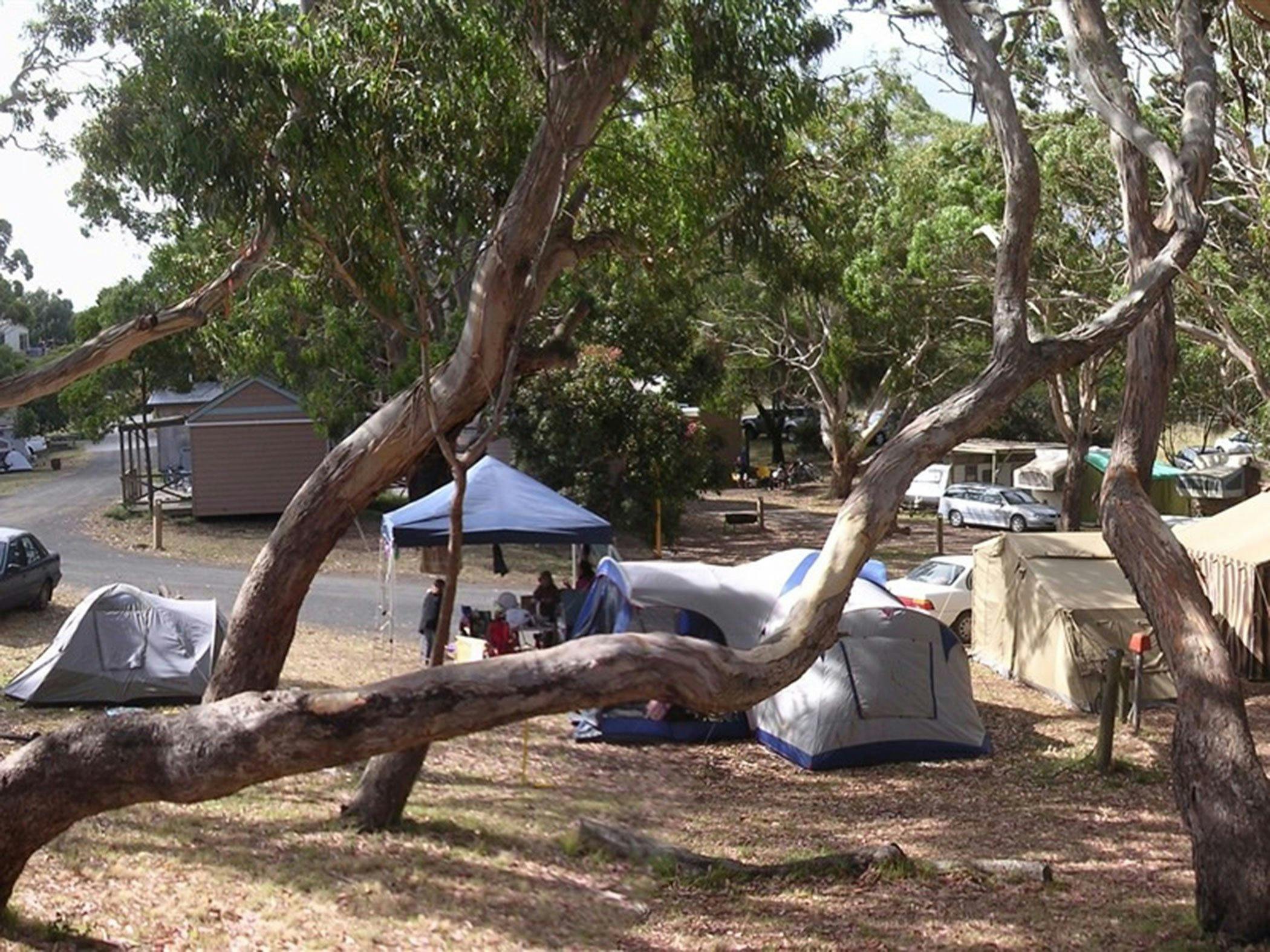 Bimbi Park Camping Under Koalas