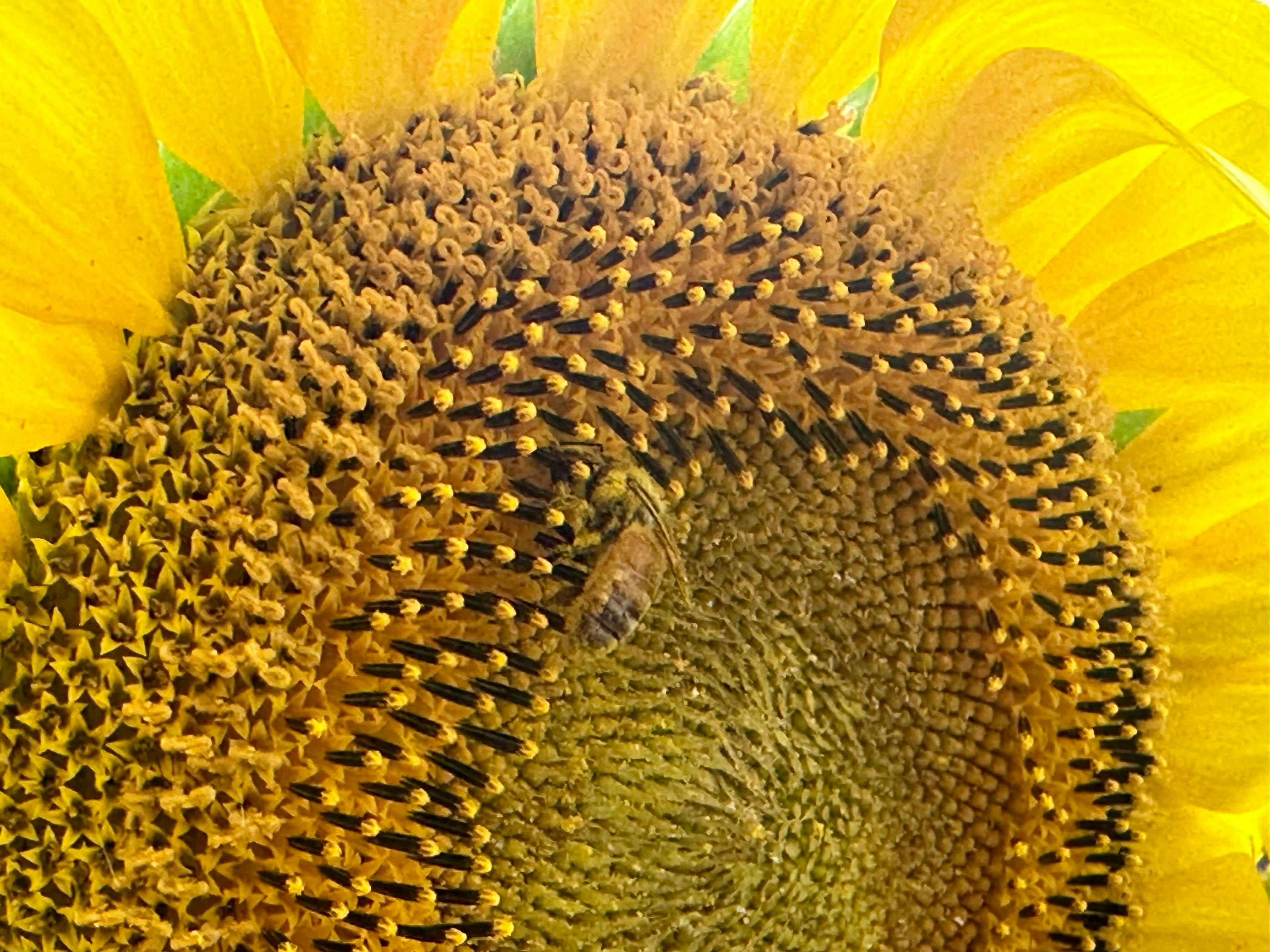 Sunflowers On Kents