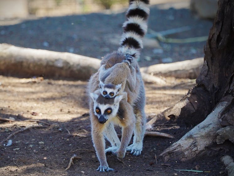 Ring Tailed Lemur