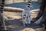 Ring Tailed Lemur