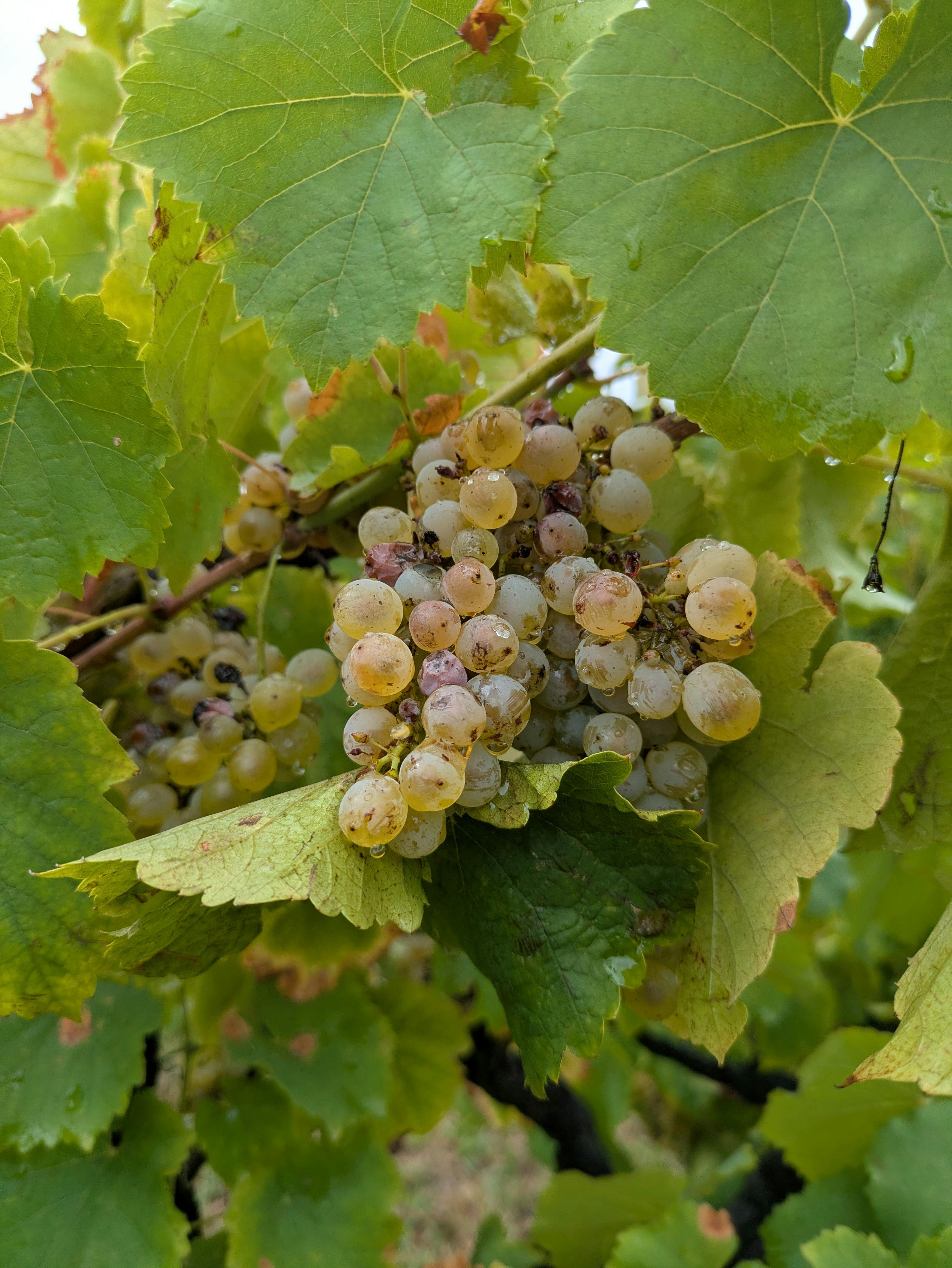 A juicy bunch of Estate grown Verdelho Grapes ready for hand picking  January 2026