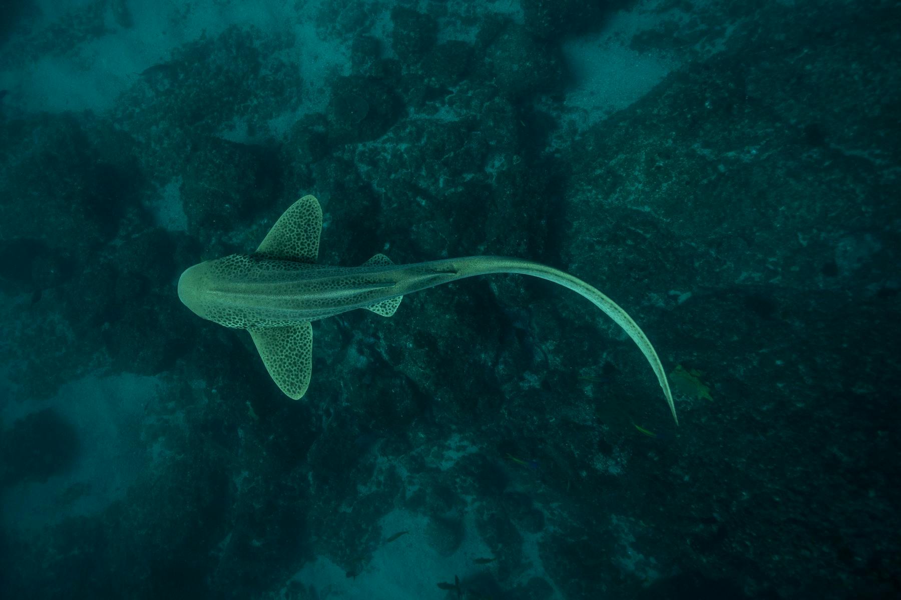 Leopard shark at Cook Island
