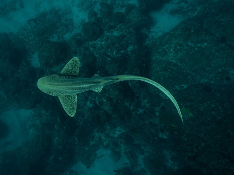 Leopard shark at Cook Island