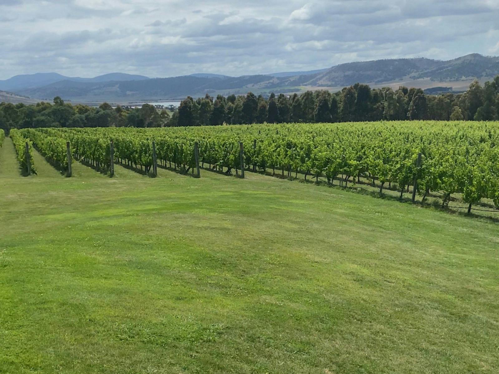 Foodie Lover Tours - Frognmore Creek Winey