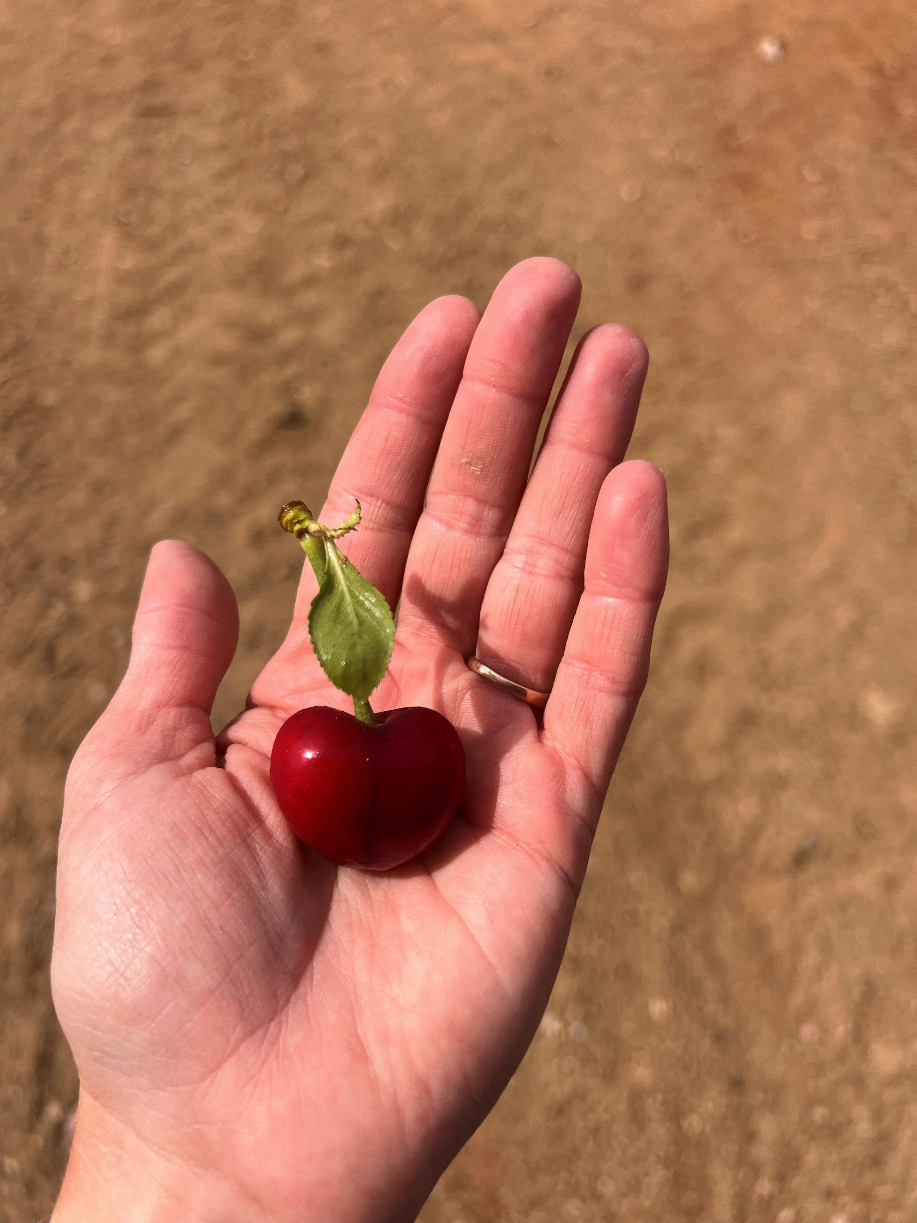 One cherry with a perfect leaf resting in a hand