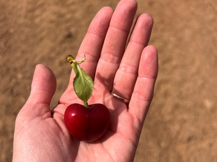 One cherry with a perfect leaf resting in a hand