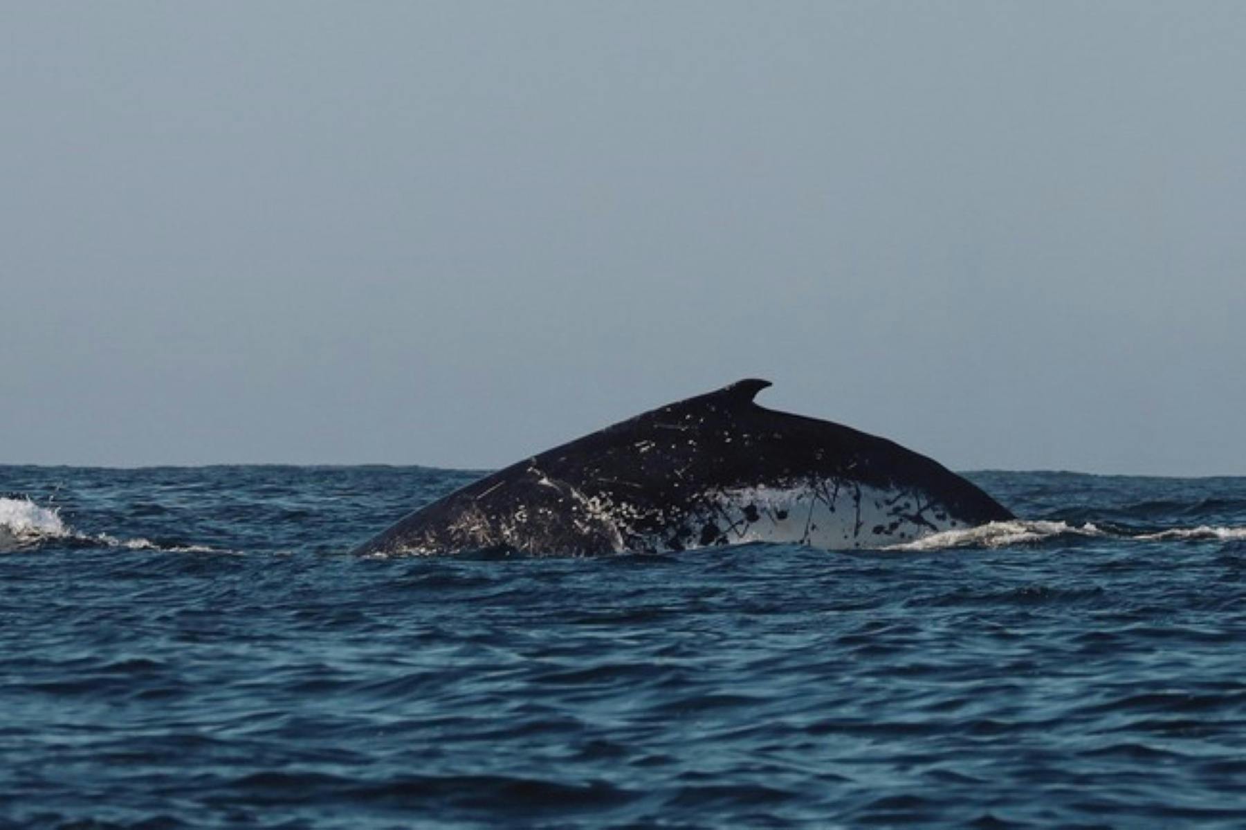An East Australian Humpback whale at surface