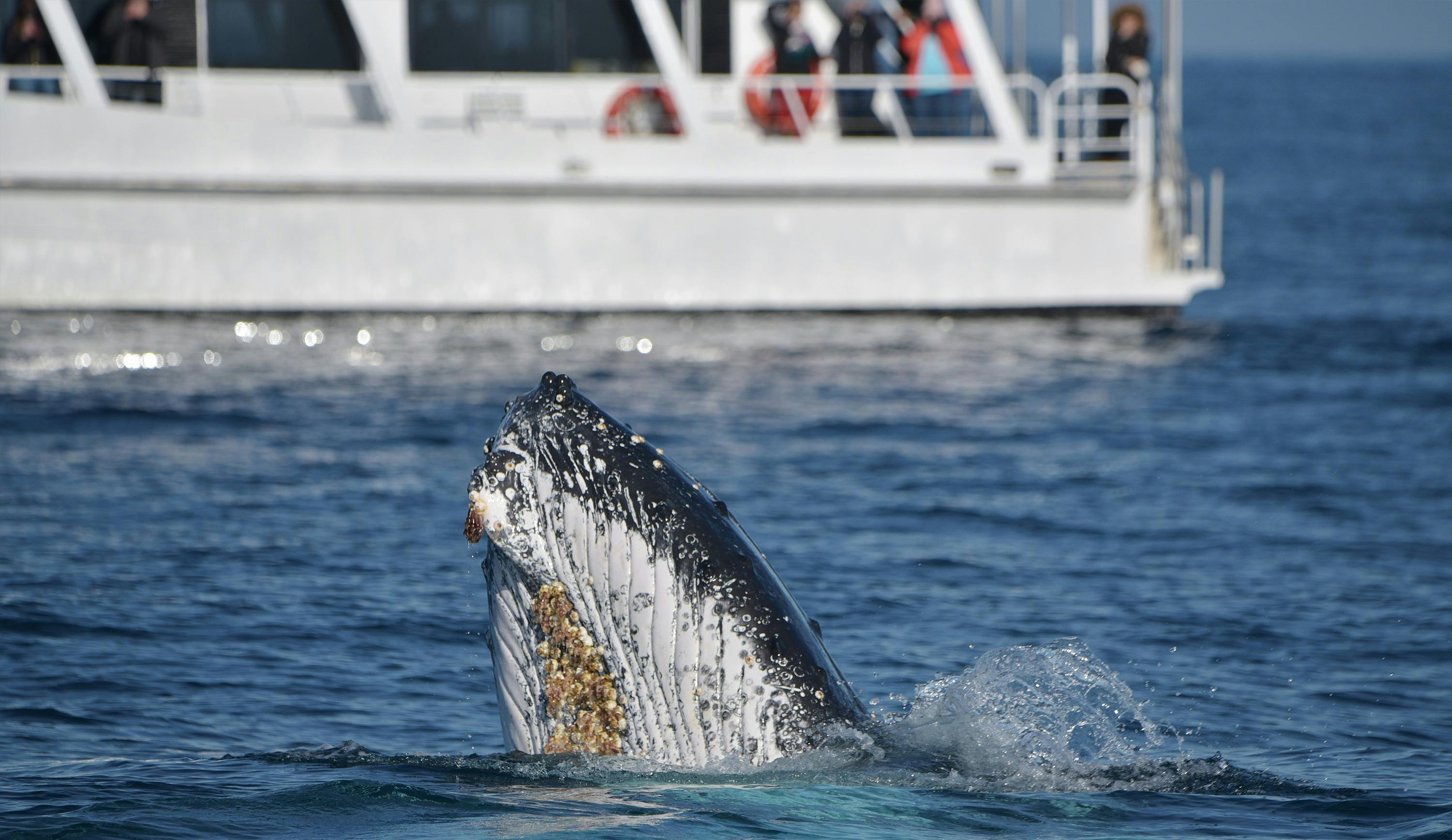 Winter Whale Cruises