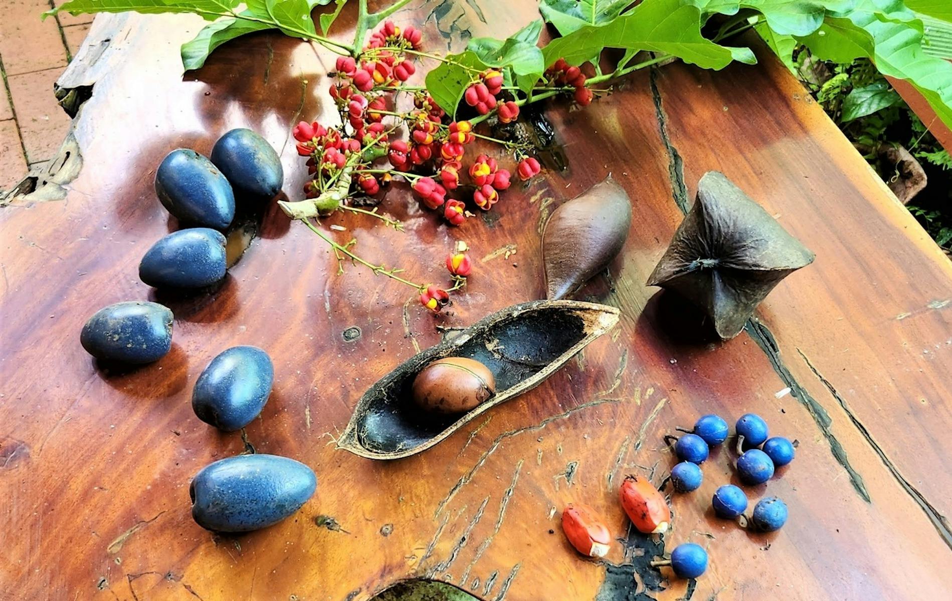 Cassowary fruits and seeds on display at C4 Environment Centre in Mission Beach