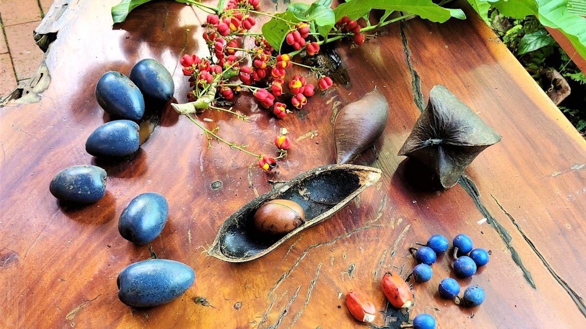 Cassowary fruits and seeds on display at C4 Environment Centre in Mission Beach