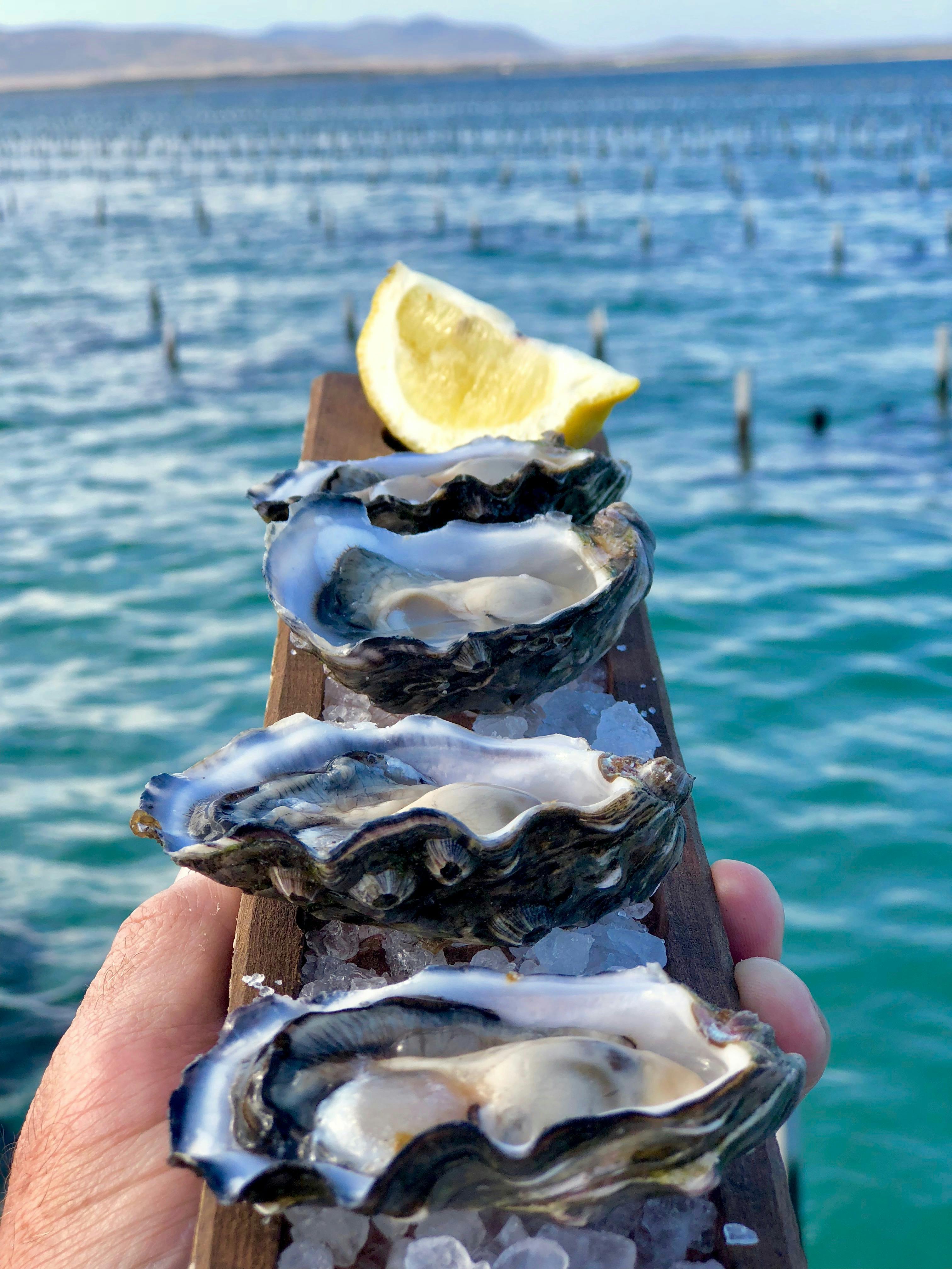 eyre peninsula
