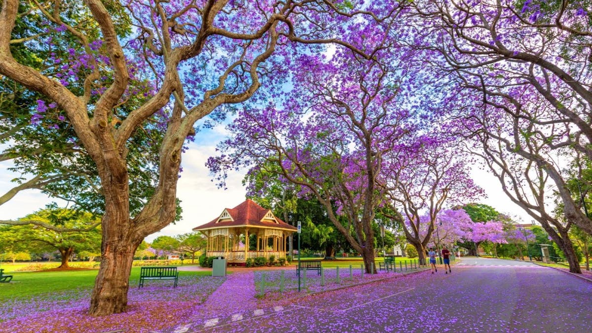Jacarandas