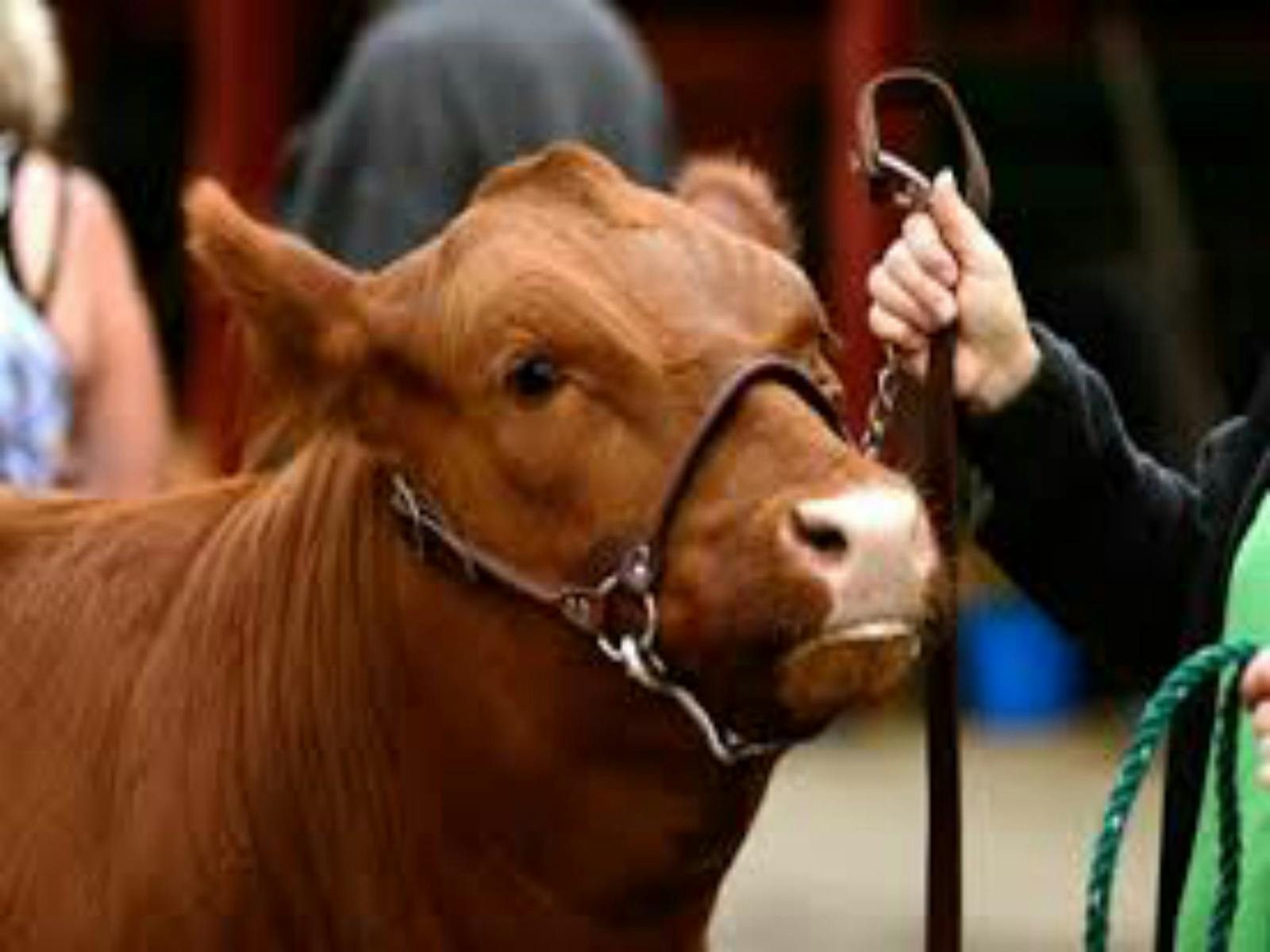 Image for Dungog Agriculture Show