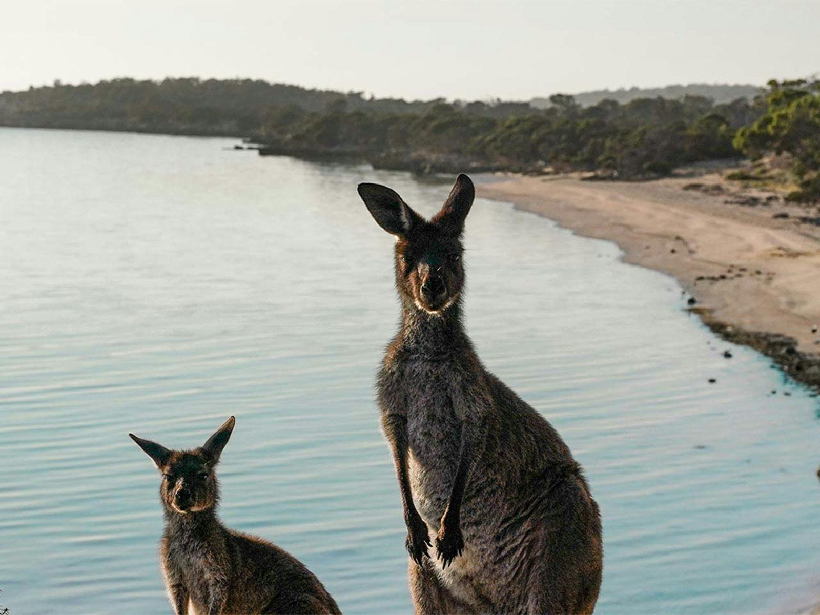 South Australian Eyre Peninsula Escape | 7 Day Guided Holiday