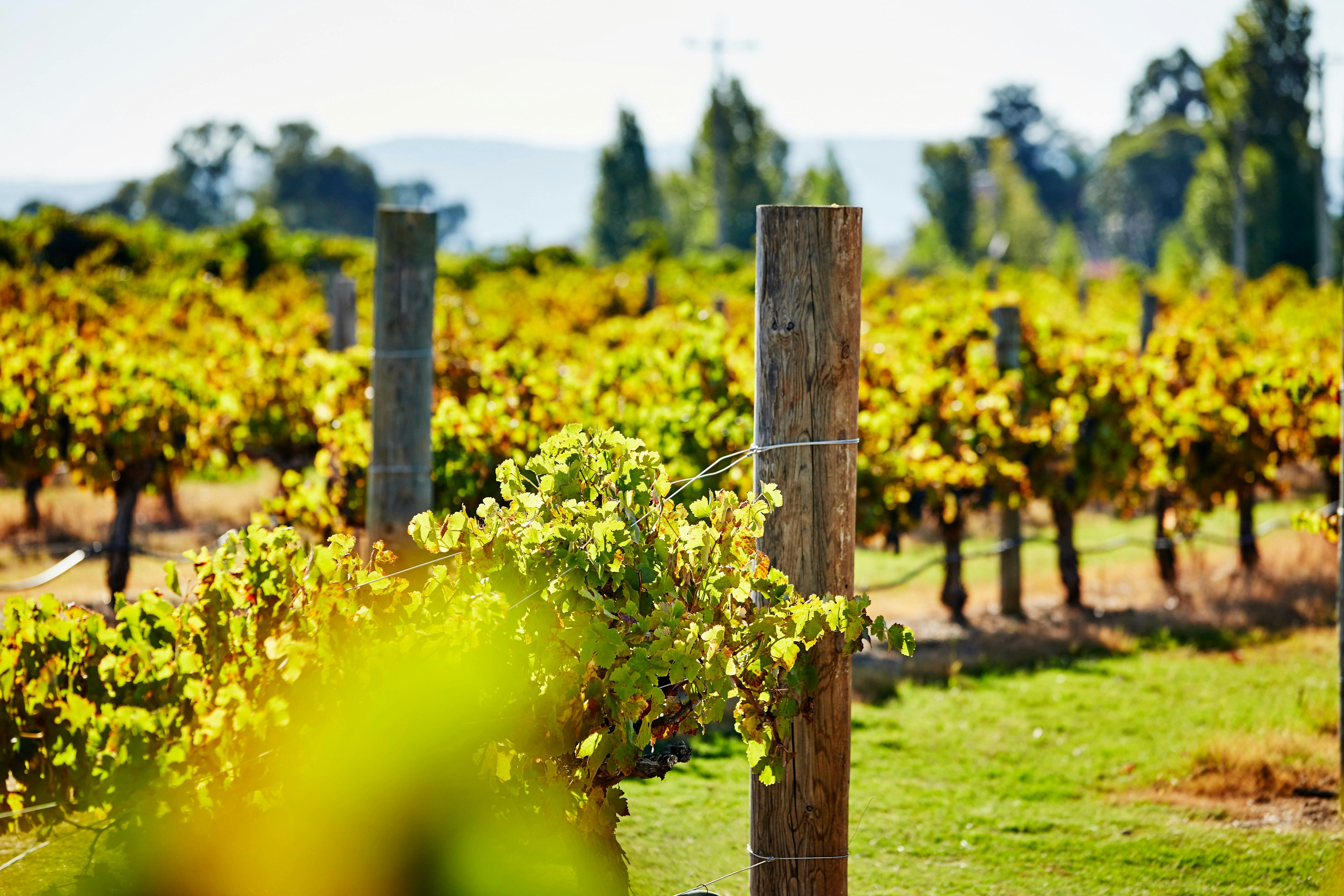 Lancaster Wines, Swan Valley