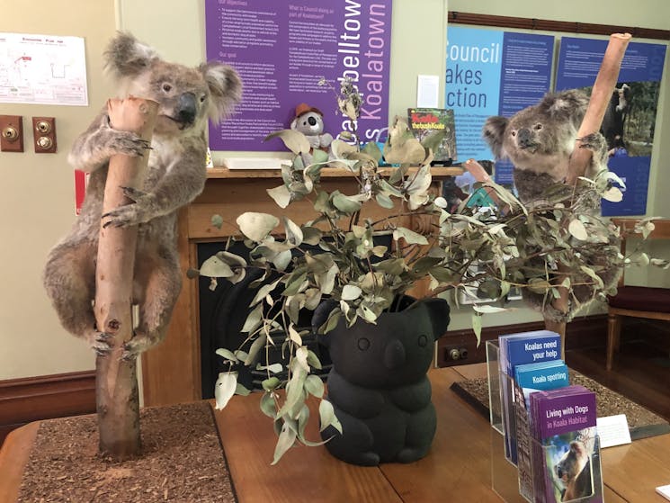 Quondong Koalas