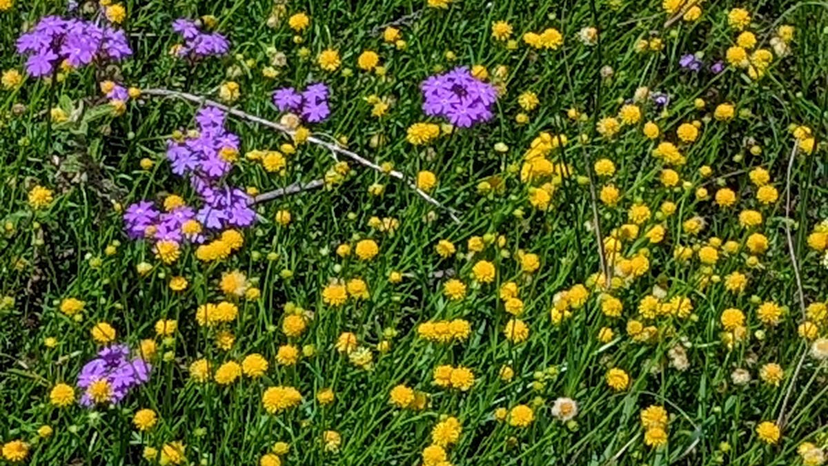 Spring, green grass, flowers, photography