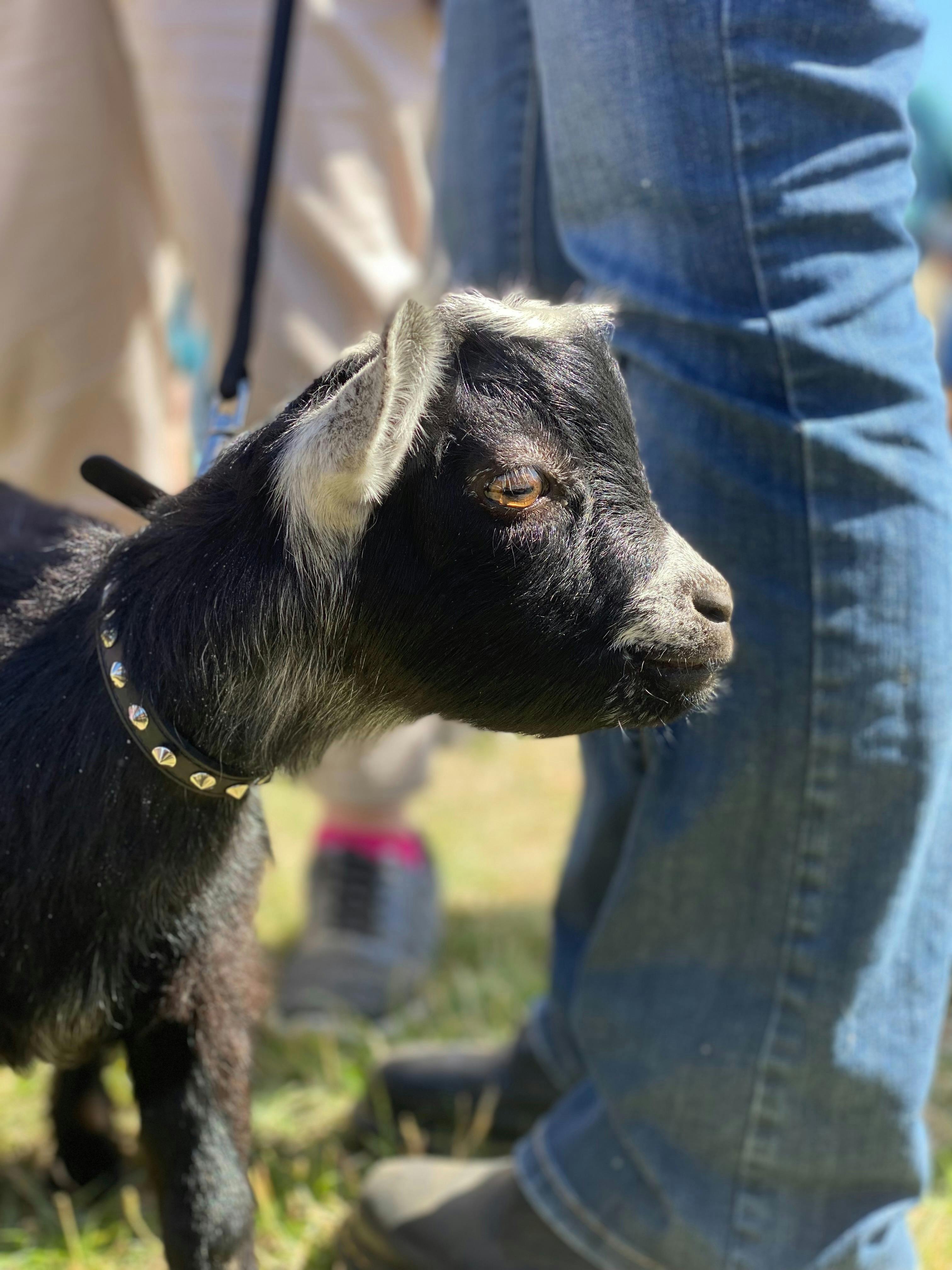 Pygmy Goat at GoatFest