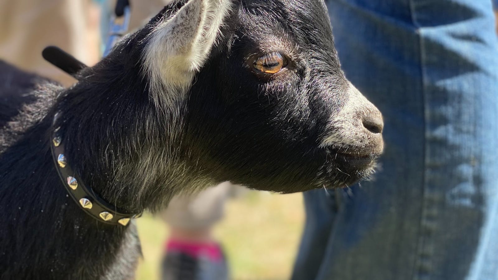 Pygmy Goat at GoatFest