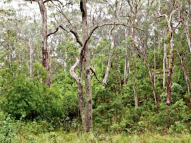 Scutts Hut Trail