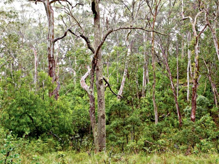 Bushland around Scutts Hut fire trail. Photo: Rob Cleary