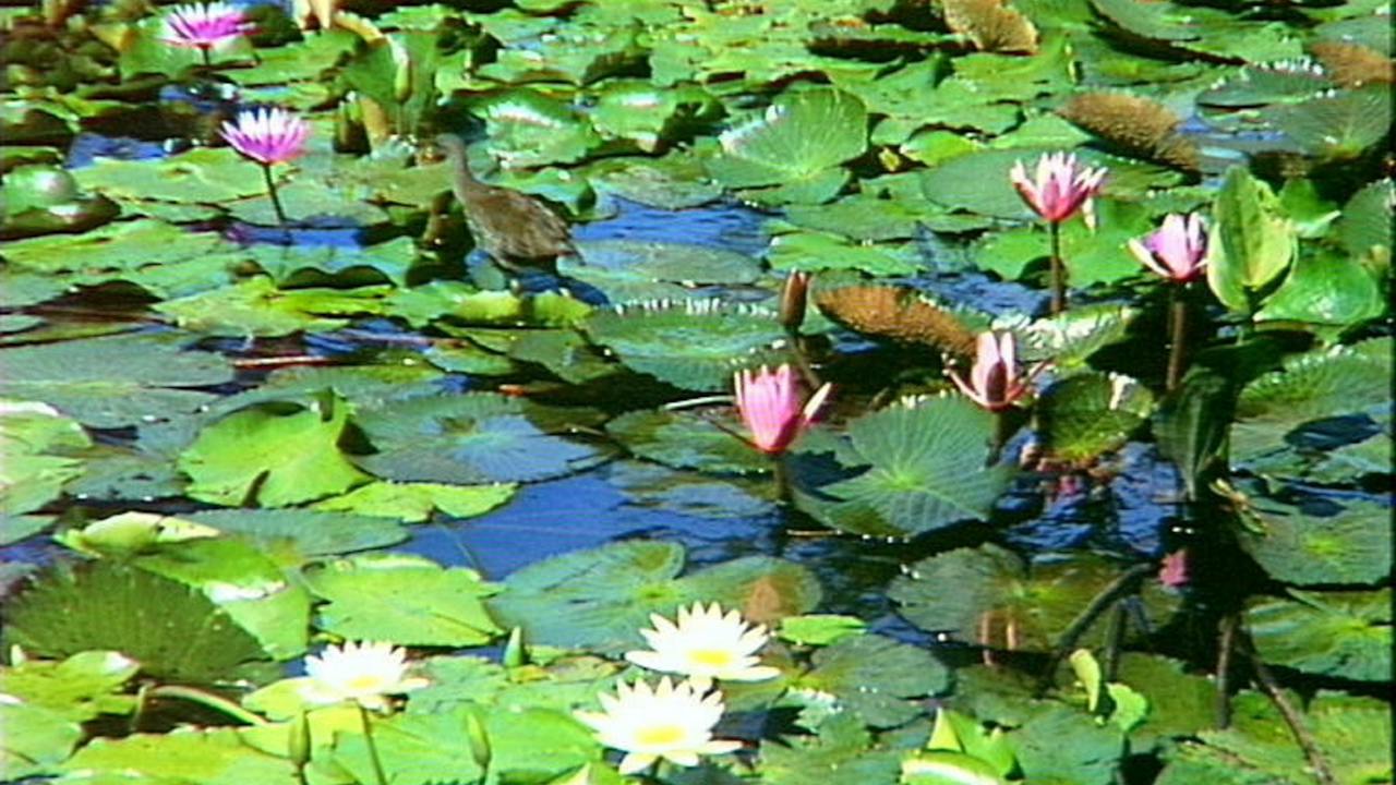 Brisbane Botanic Gardens Mount Coot-tha