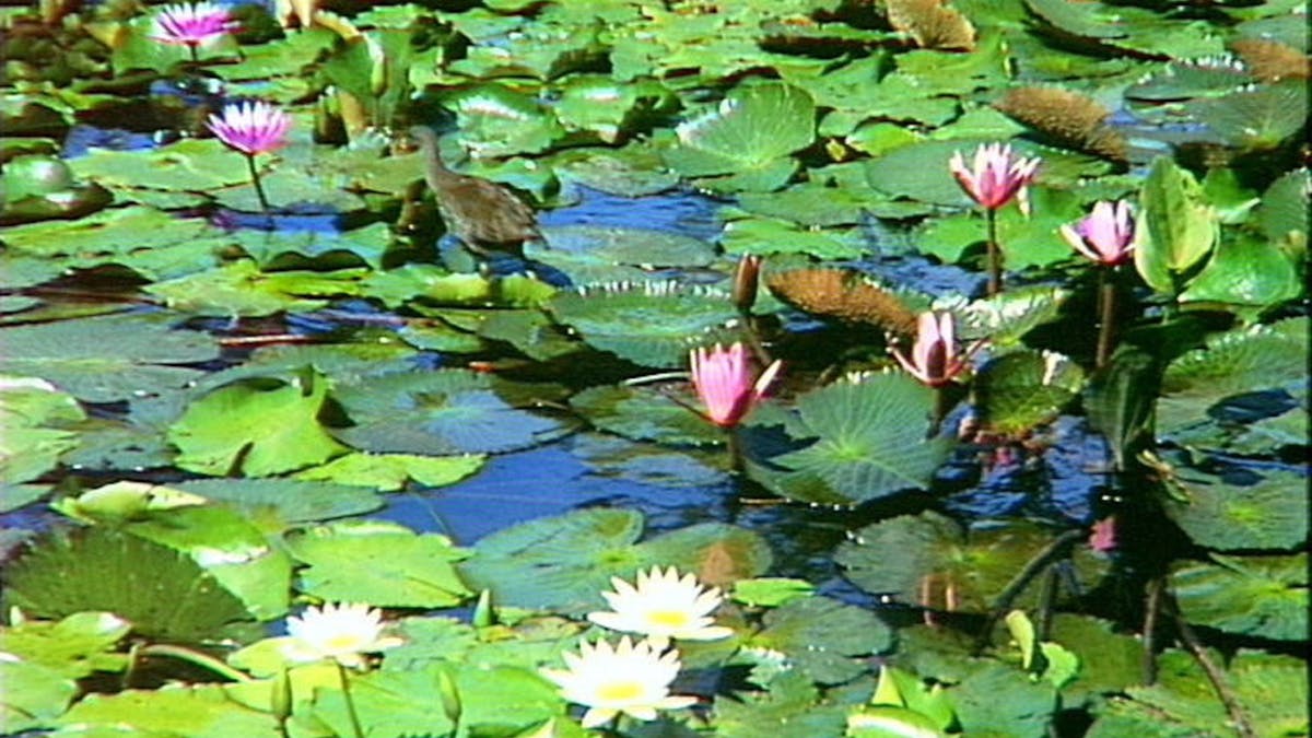 Brisbane Botanic Gardens Mount Coot-tha