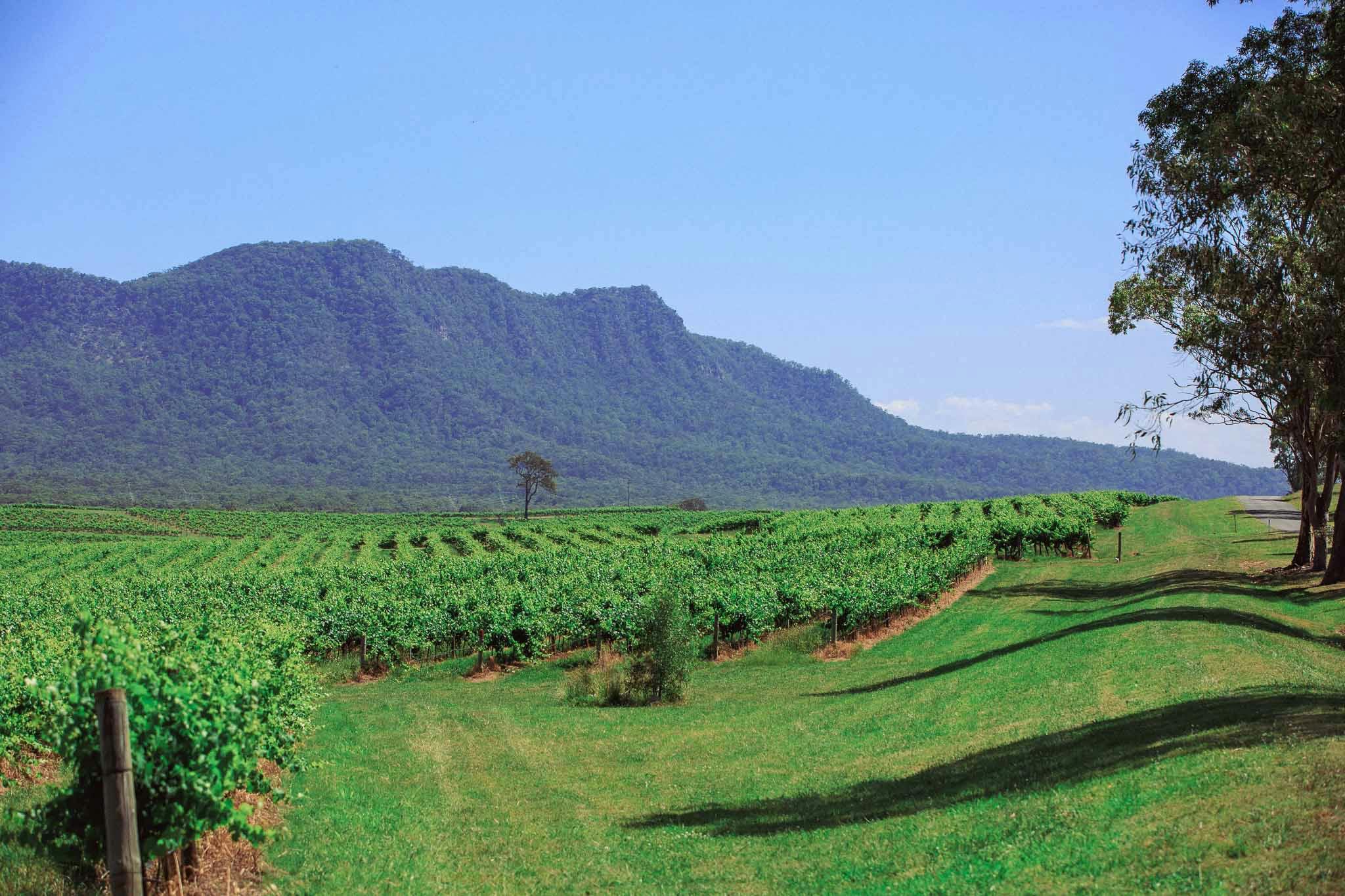 Hunter Valley Vines