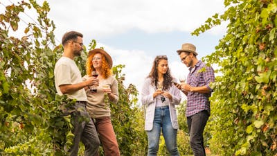 People drinking wine in vineyard