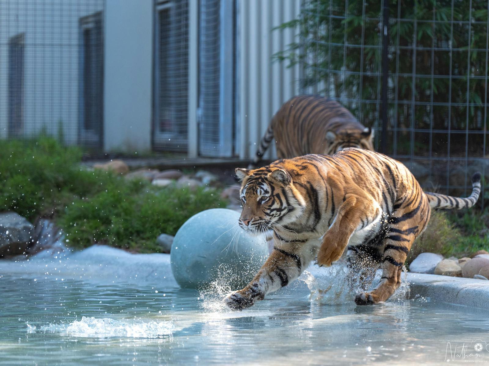 Tiger in pool