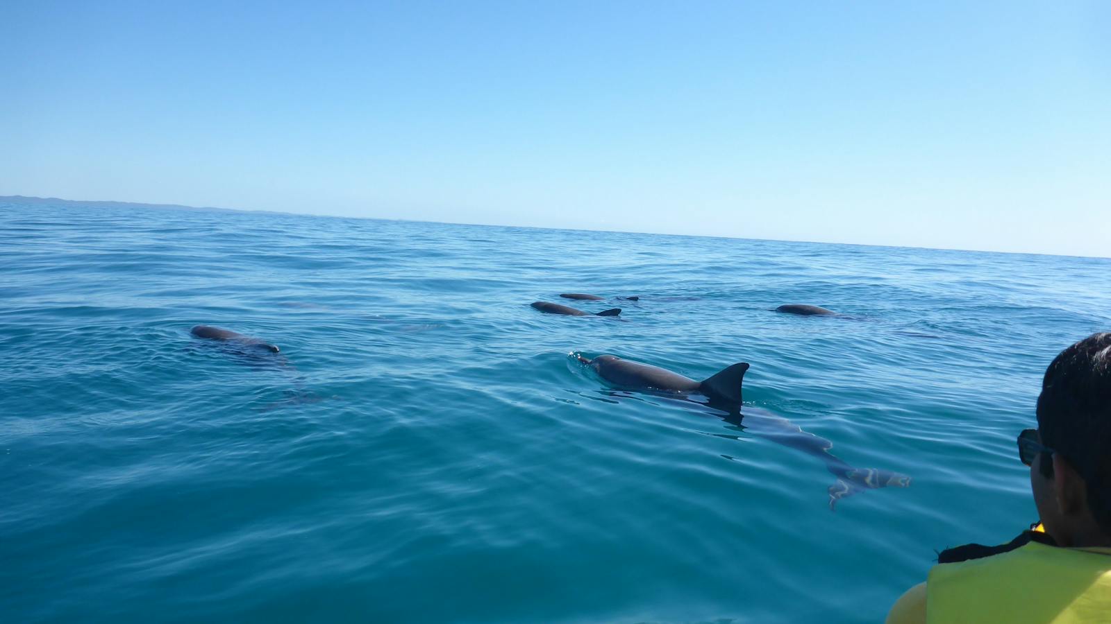 kayaking with wild dolphins