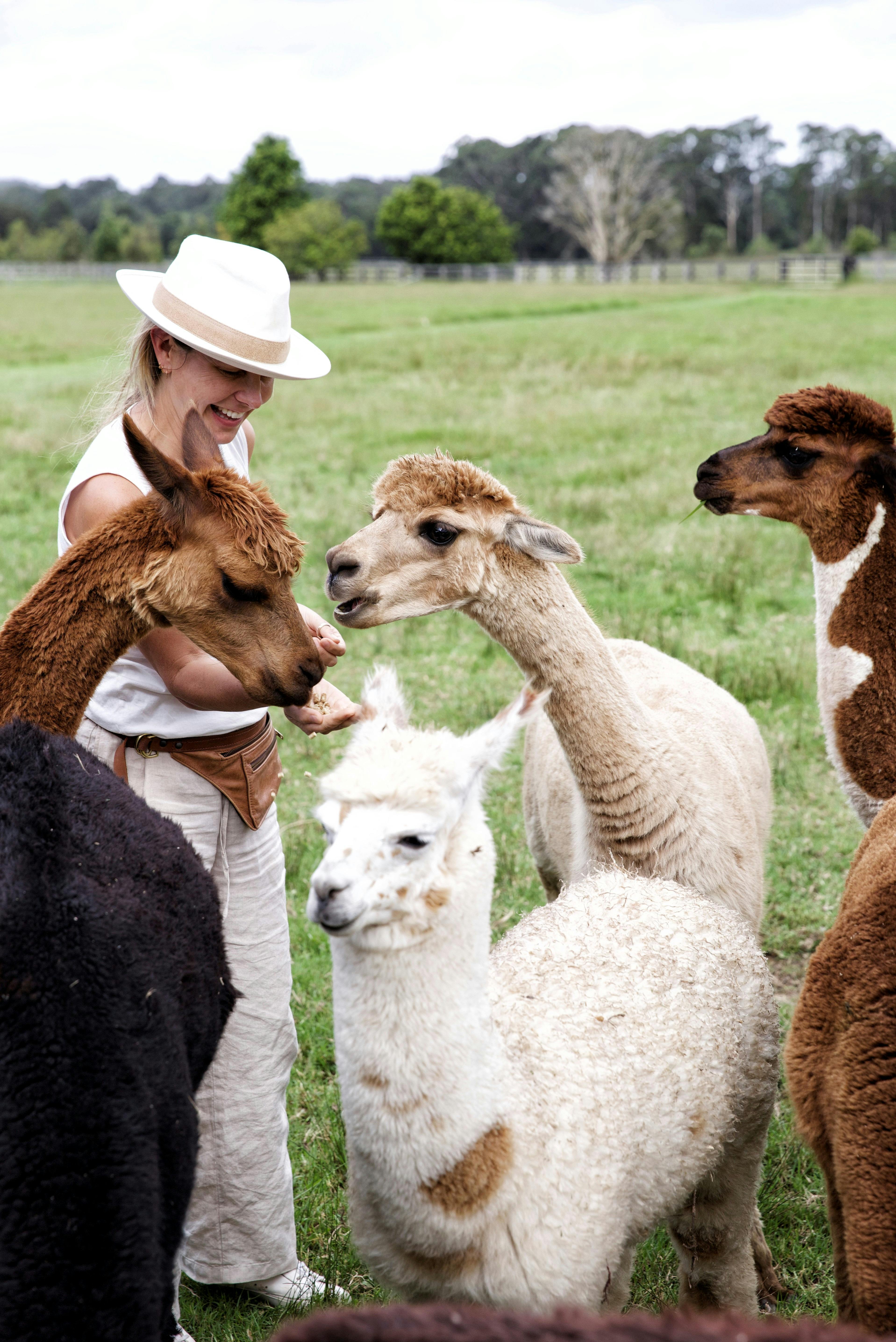 Alpaca feeding