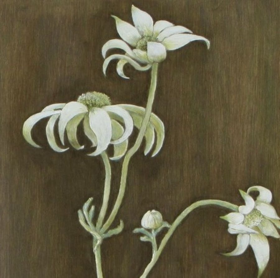 Delicate white flower stems