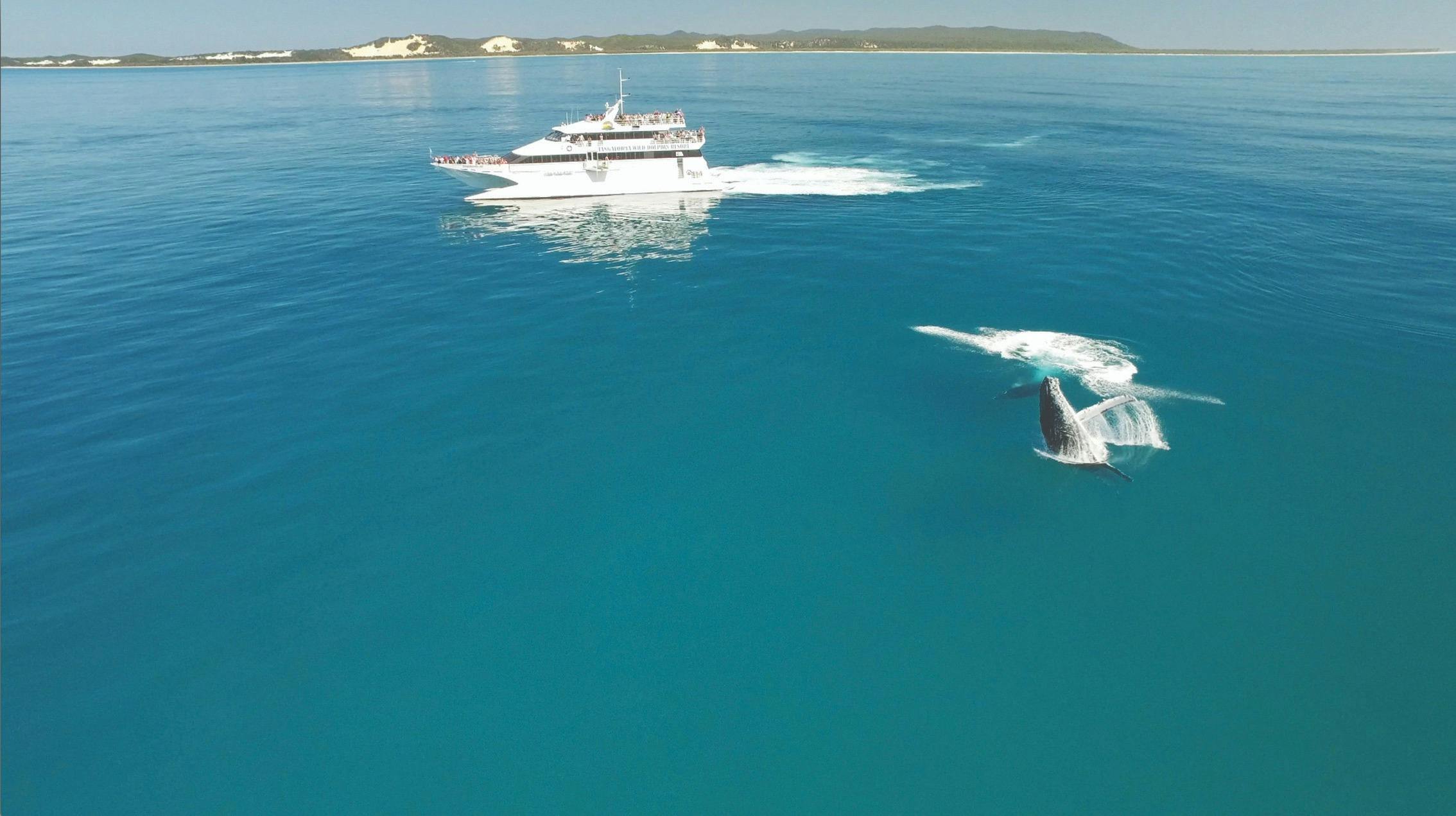 Tangalooma Whale Watching Cruise