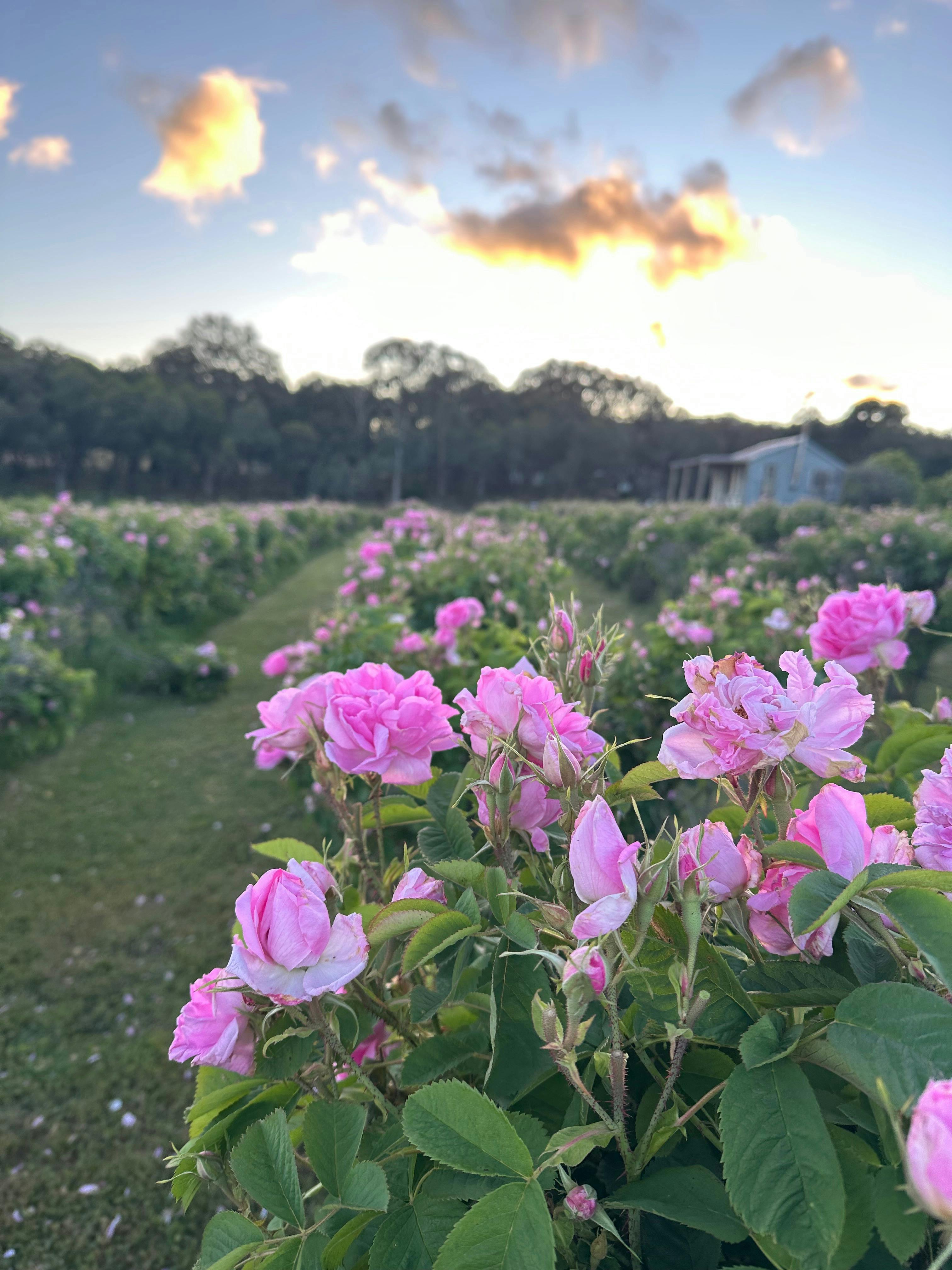 rose field