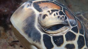 Turtle Bommie