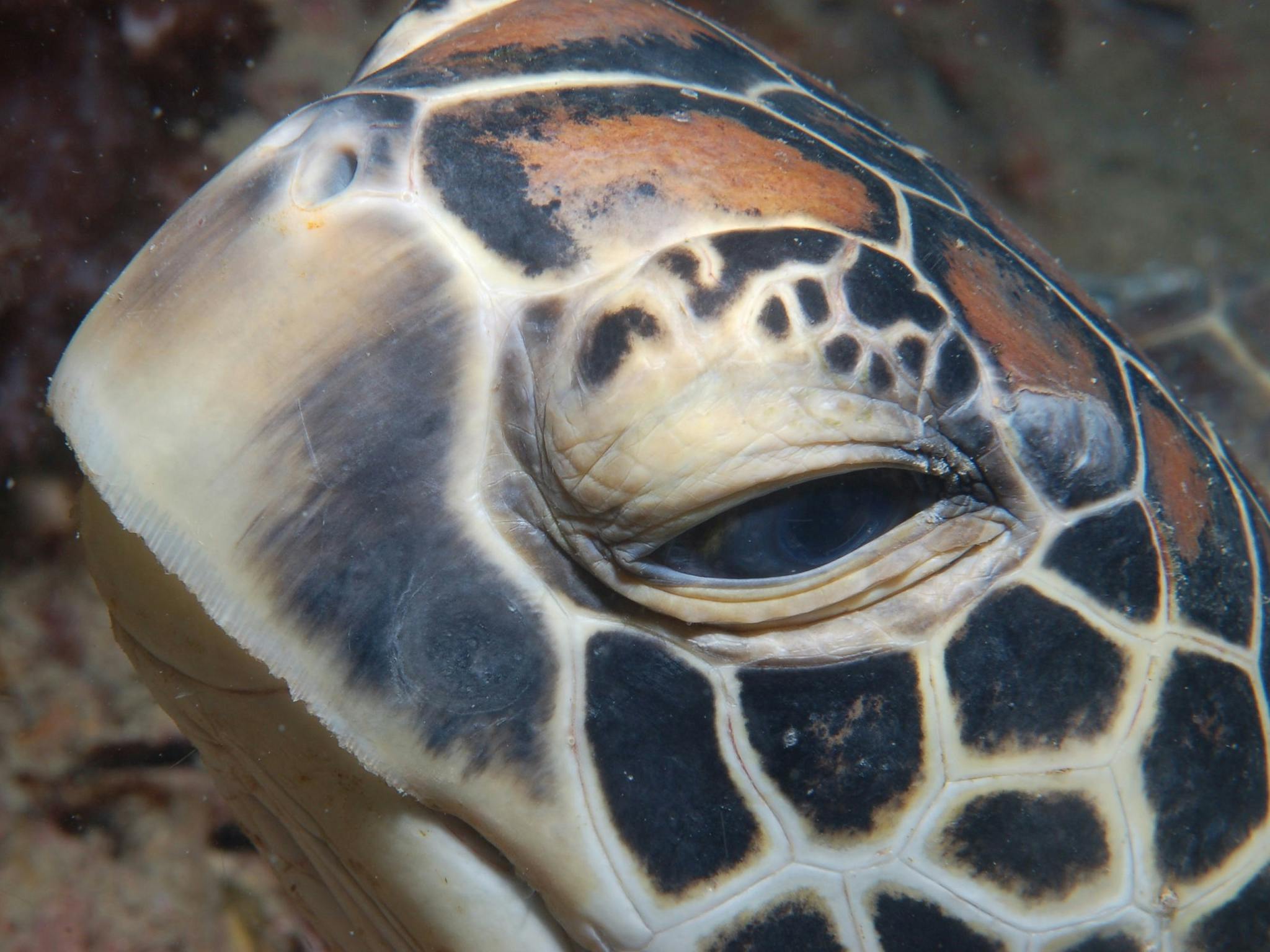 Turtle Bommie Turtle Bommie