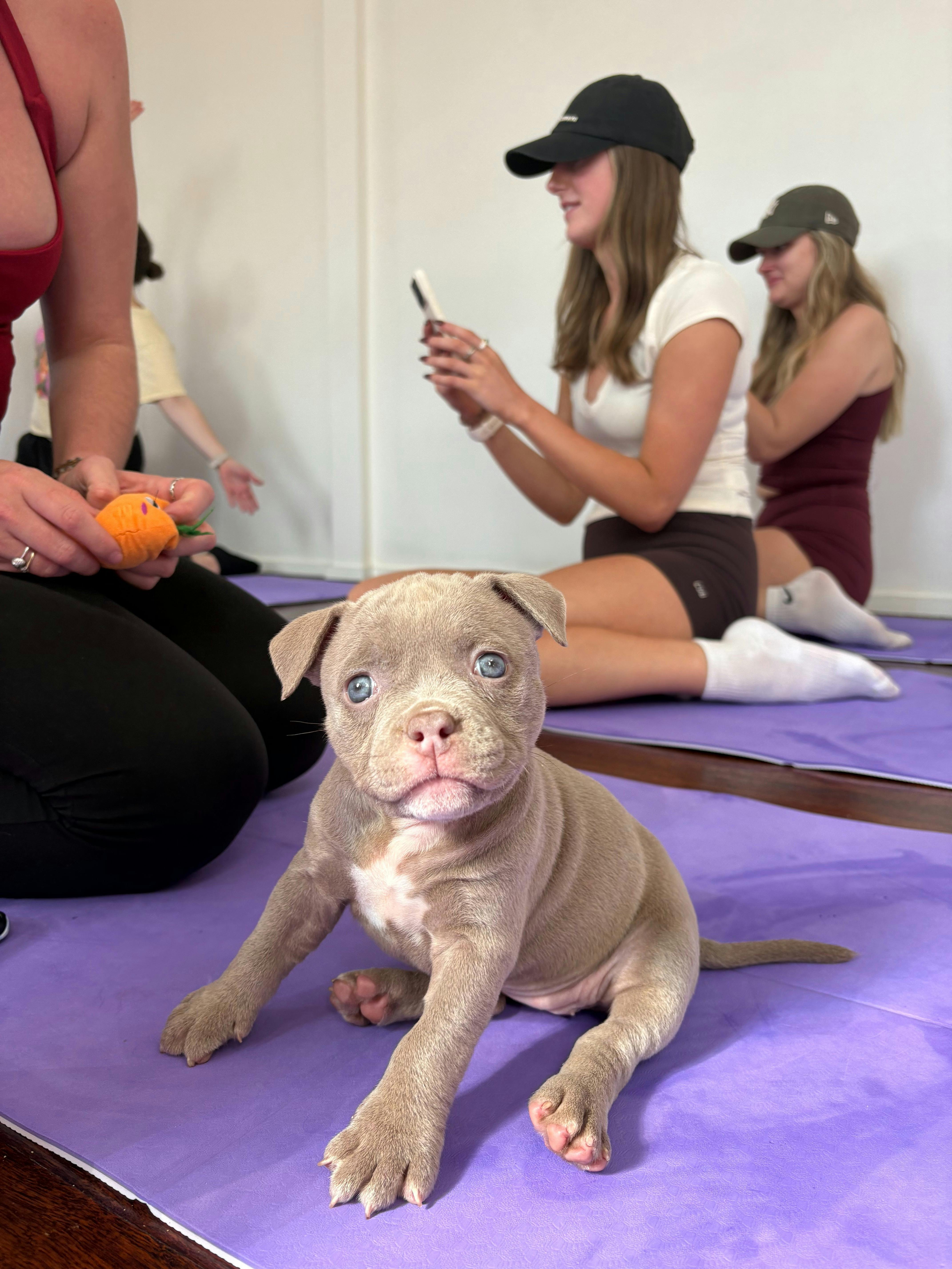 Yoga Paws | Puppy Yoga Sydney