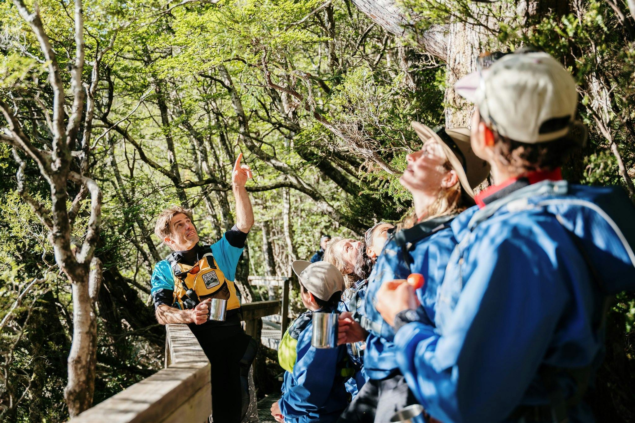 A guide holding a hot drink and pointing out King Billy pine to guests on a kayak tour