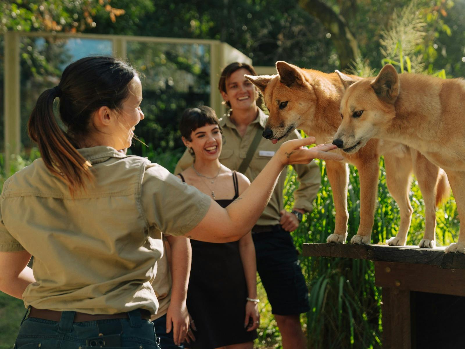 Dingo Encounter