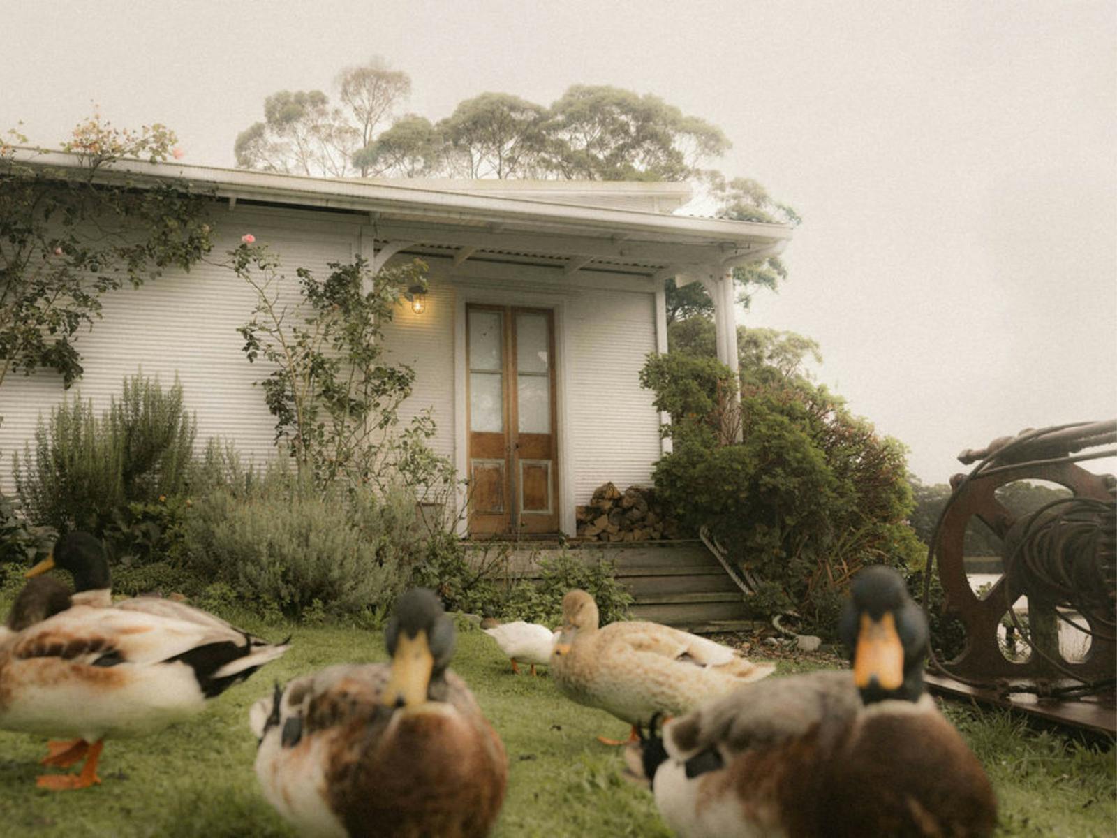 A view of a waterfront shack in tasmania with ducks and roses
