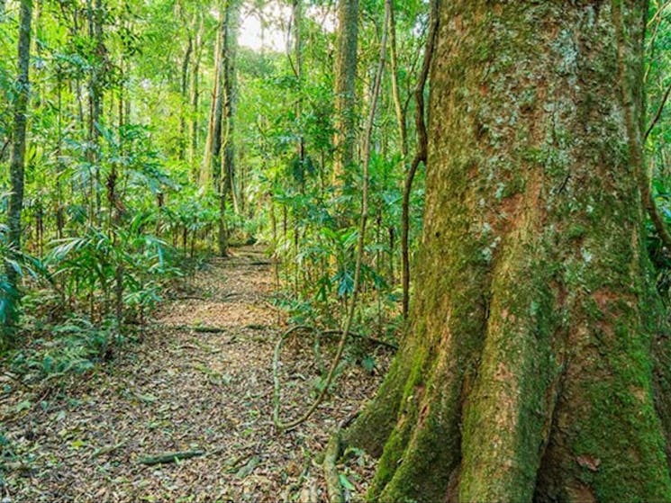 Tooloom walking track