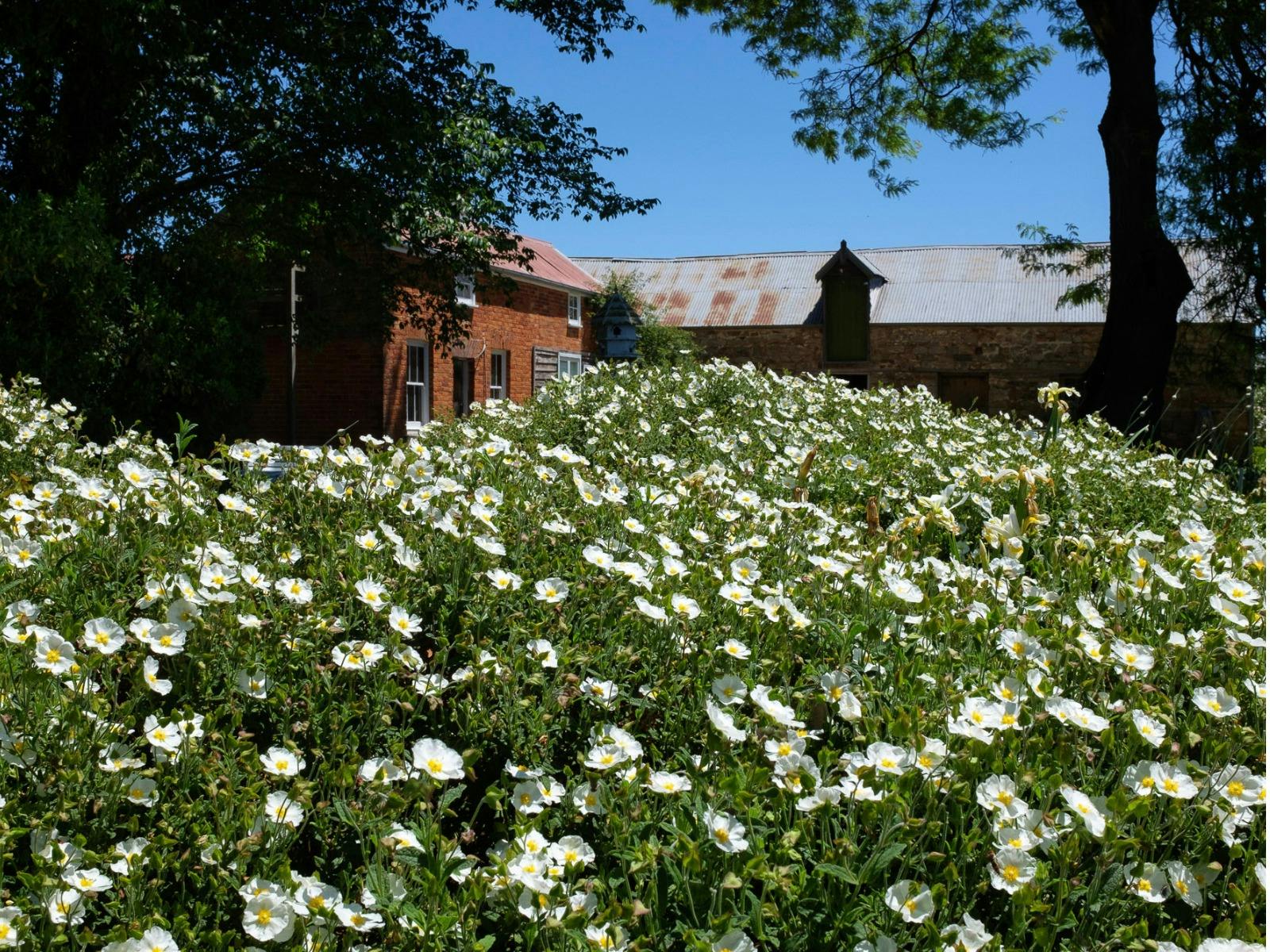 White flowers form a sea of blooms infront of an old building nestled between tall trees