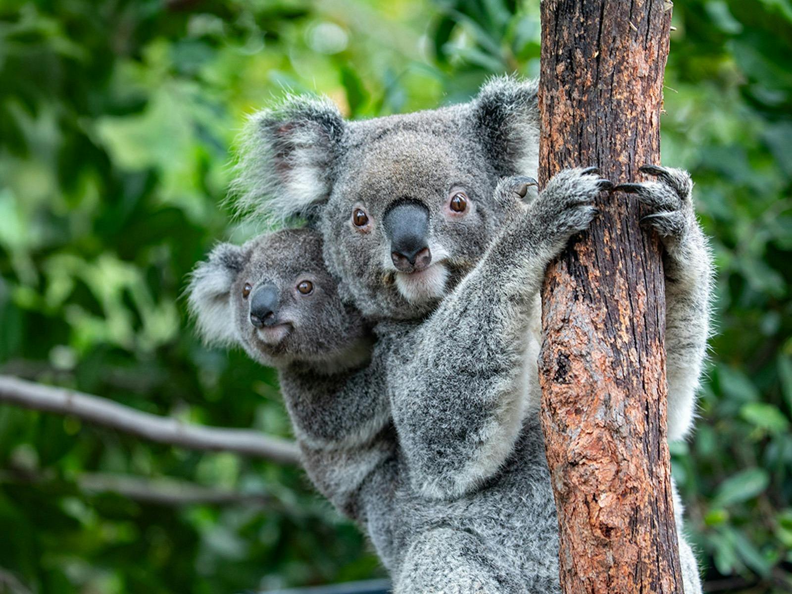 Sydney-Zoo